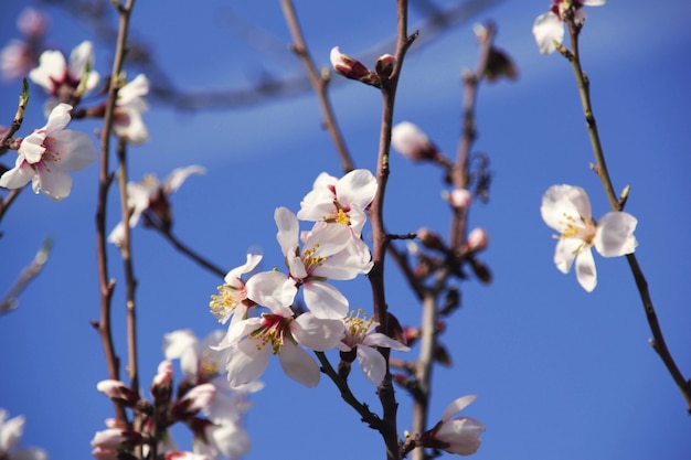 White Flowers