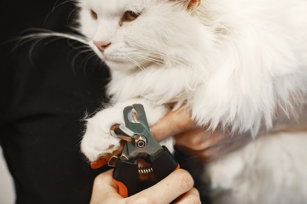 Free Photo white fluffy cat. veterinarian with cats. animals on the couch.