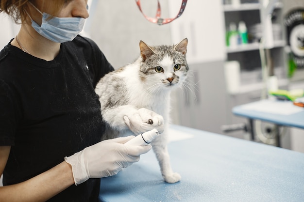 White fluffy cat. Veterinarian with cats. Animals on the couch.