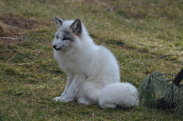 Free Photo white fox sitting on the field