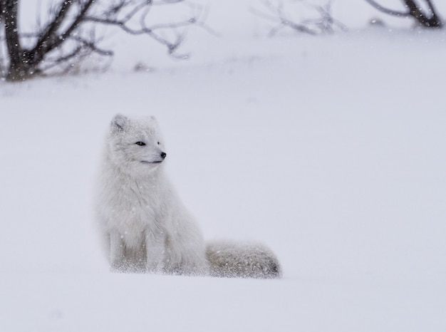 White fox standing on snow during daytime