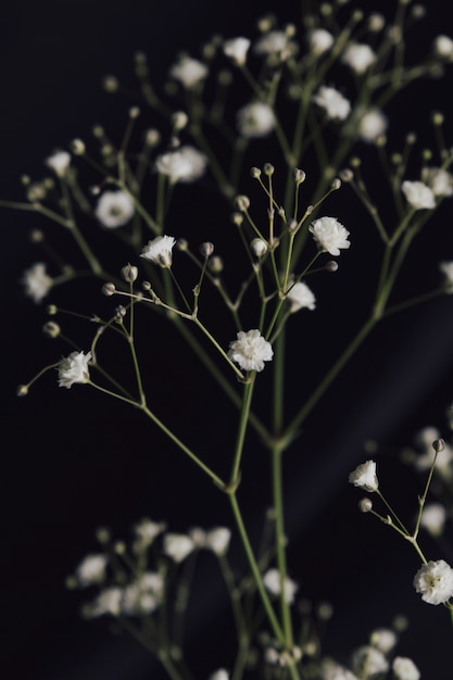 Free photo white fresh flower twig