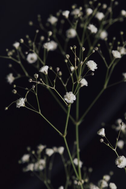 White fresh flower twig