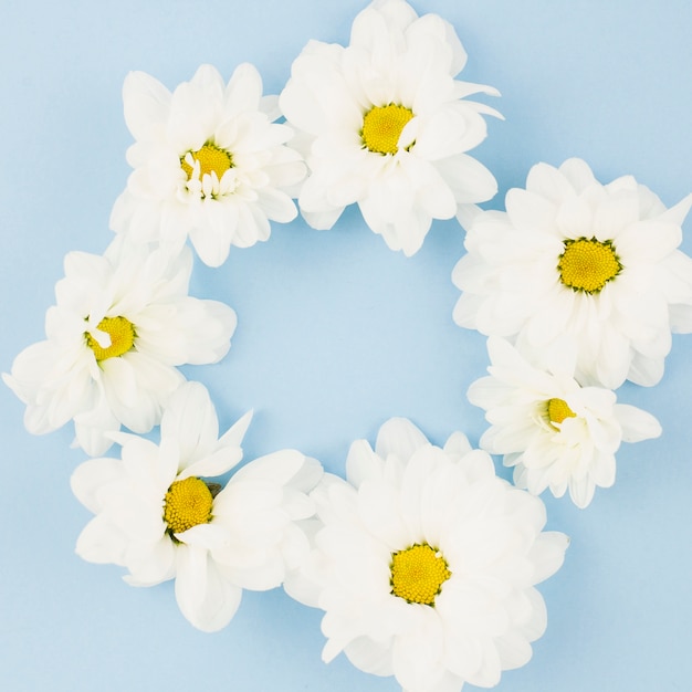 Free photo white fresh flowers arranged in circle on blue background