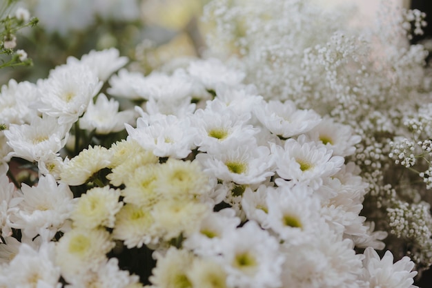 Free photo white gerbera daisy and white caspia