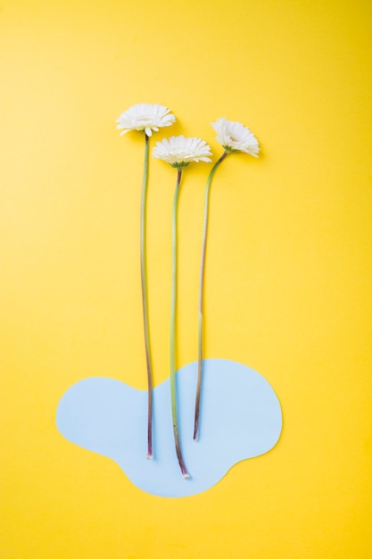 Free photo white gerbera flower with blue cutout paper on yellow background