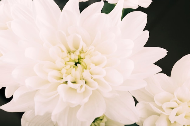 Free Photo white gerbera flowers on black background