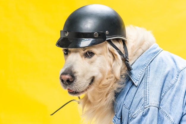 Free Photo white golden retriever posing in studio in biker look, denim jacket, and black helmet