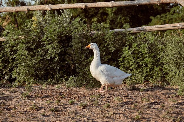 White Goose enjoying for walking in garden. Domestic goose on a walk in the yard. Rural landscape. Goose farm. Home goose.