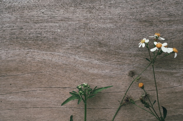 Free Photo white grass flowers with brown wood .