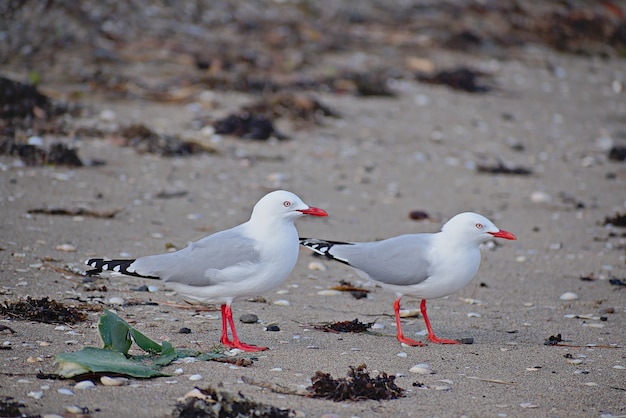 Free Photo white gulls at the beach during daytime