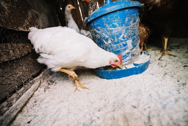 Free photo white hen feeding fodder in the coop