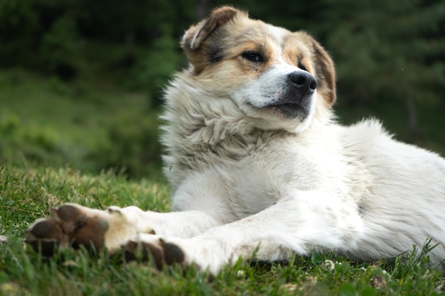 White Himalayan dog resting in the natural environment