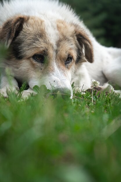 White Himalayan dog resting in the natural environment