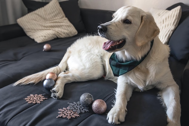 White labrador dog on the couch among the Christmas decor