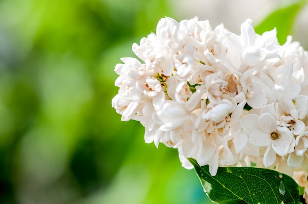 White Lilac