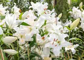 Free photo white lily in garden field