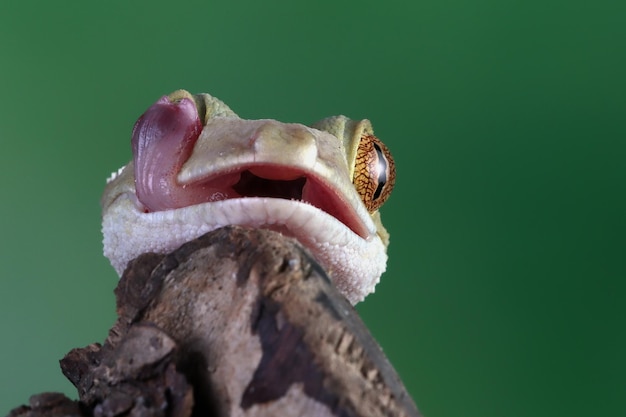 Free Photo white line gecko closeup face on wood white line gecko lizard closeup