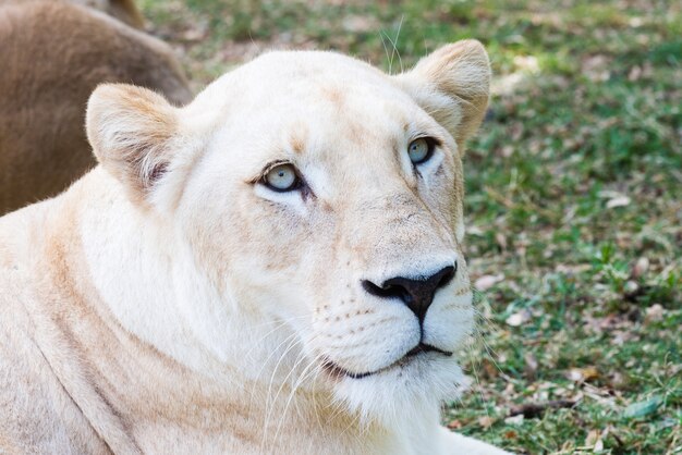 Free Photo white lioness portrait