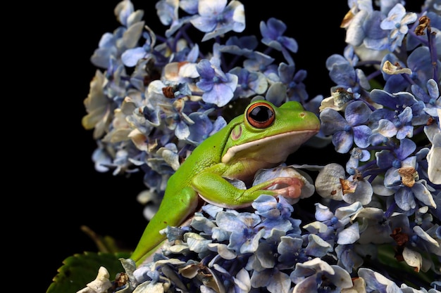 Free photo white lipped tree frog on flower