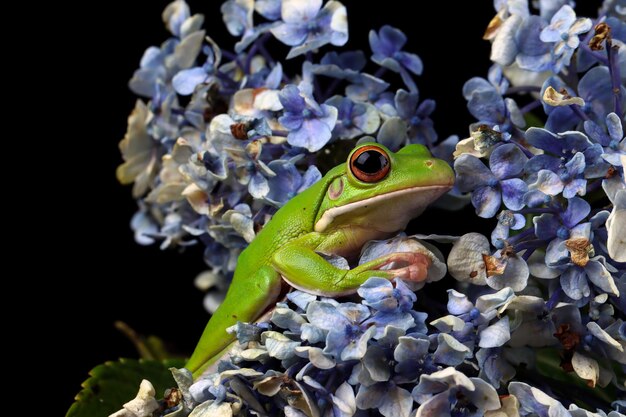 White lipped tree frog on flower