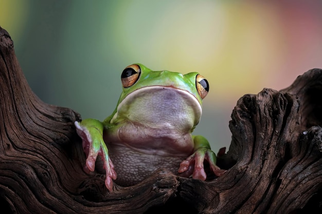 Free Photo white lipped tree frog on green leaves white lipped tree frog litoria infrafrenata