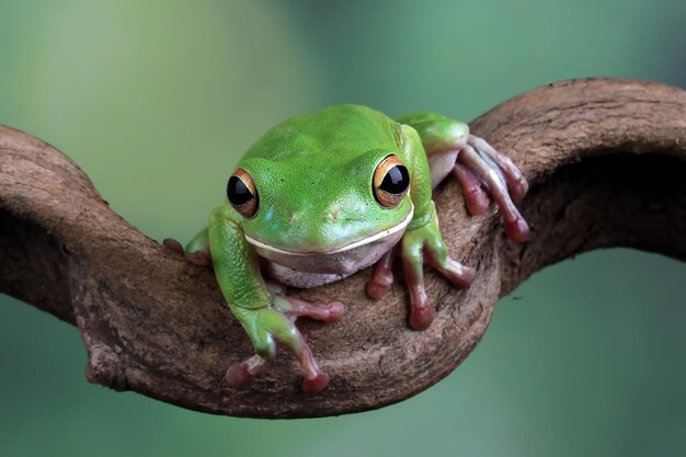 White lipped tree frog on green leaves White Lipped Tree Frog Litoria infrafrenata