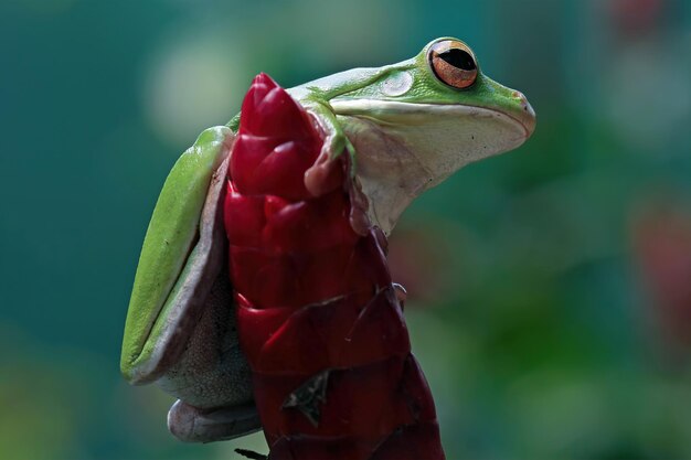 White lipped tree frog on green leaves White Lipped Tree Frog Litoria infrafrenata