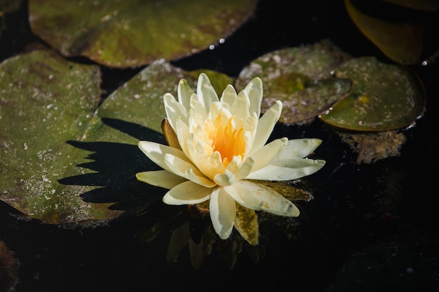 Free photo white lotus flower on water