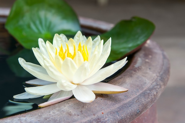 white lotus