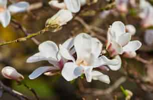 Free photo white magnolia flower