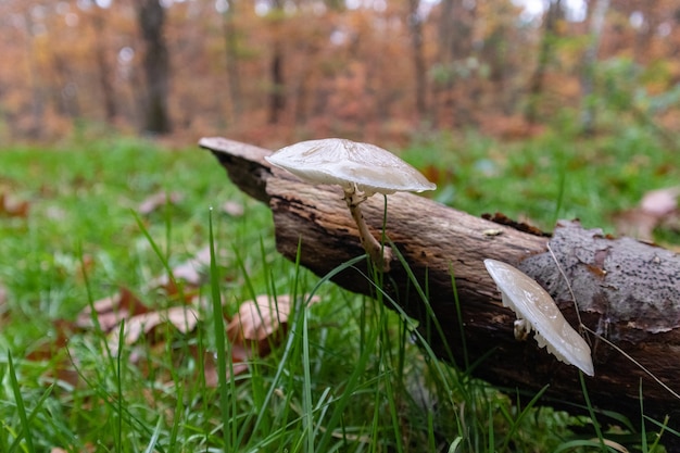 White mushrooms on a tree trunk in a forest