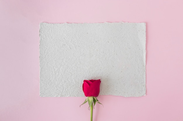 White paper and beautiful red rose