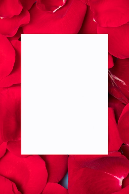 Free photo white paper on red rose petals copy space