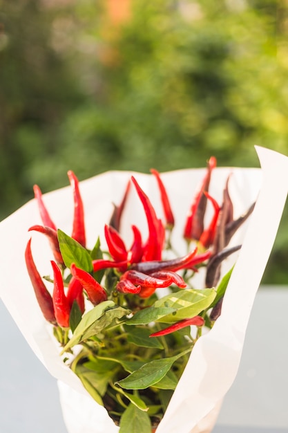 Free photo white paper wrapped around red chilies