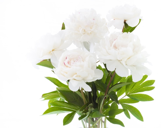 White peony.