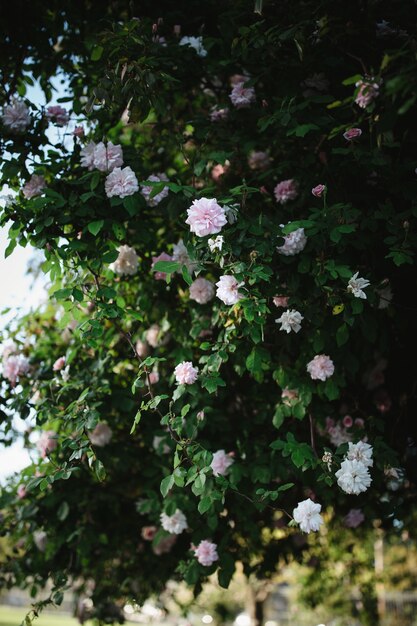 White petaled flowers