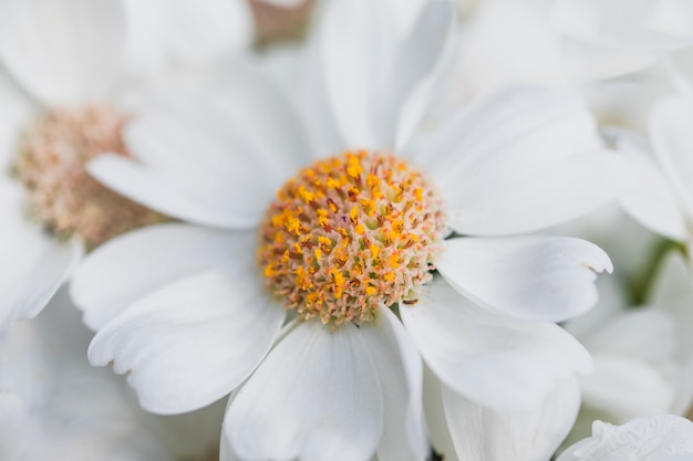 Free Photo white petals of flower with yellow center