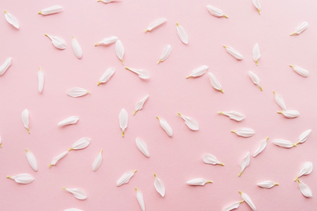 White petals over a light pink background