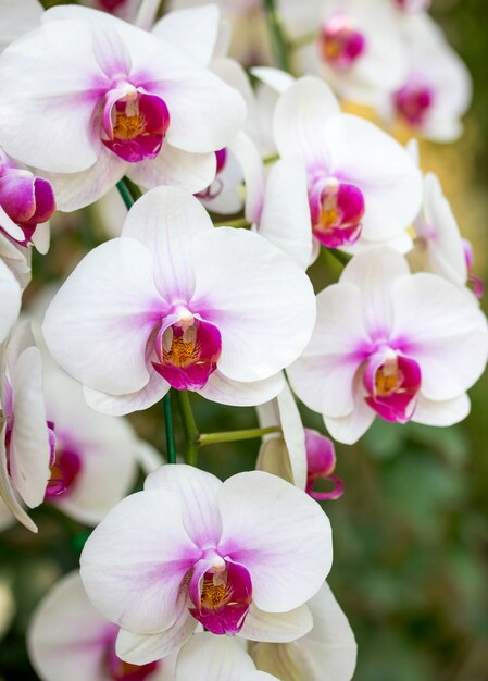 White phalaenopsis orchid flower