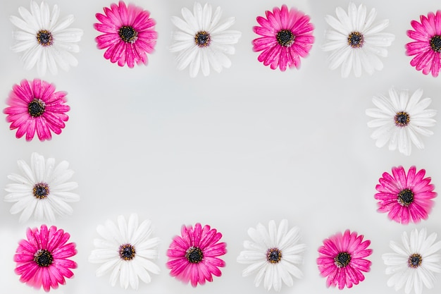 Free Photo white and pink flowers