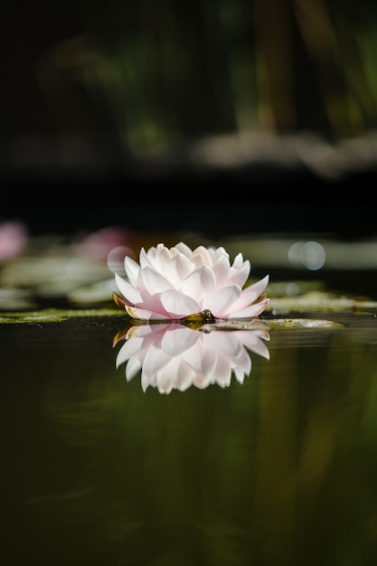 Free photo white and pink lotus flower on water