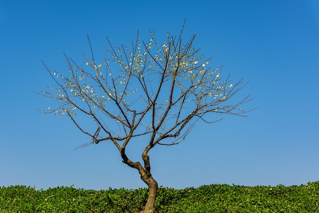 White plum