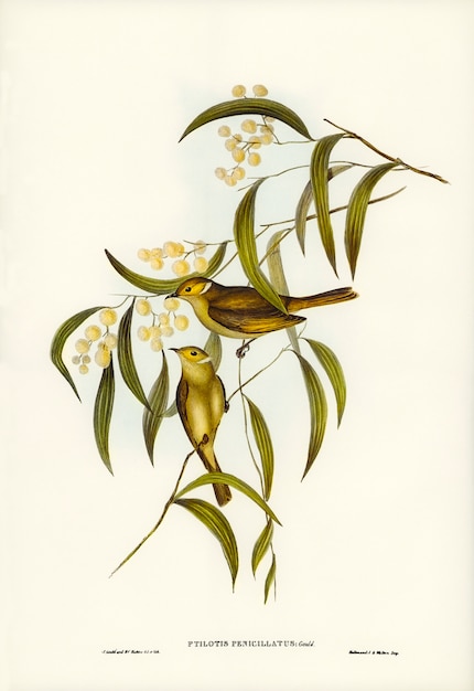 White-plumed Honey-eater (Ptilotis penicillatus) illustrated by Elizabeth Gould 