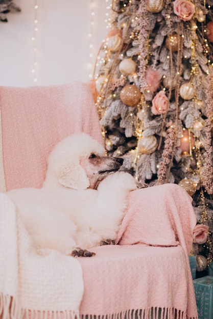 Free photo white poodle sitting by the christmas tree