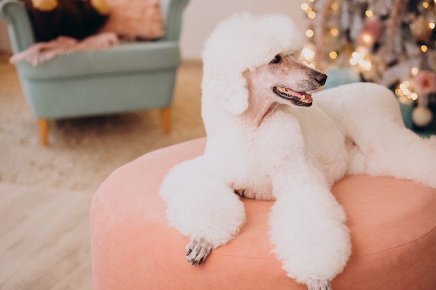 White poodle sitting by the christmas tree