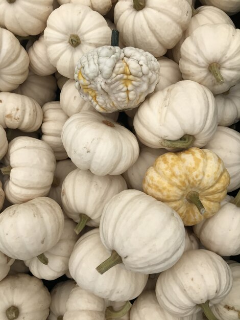 White Pumpkins