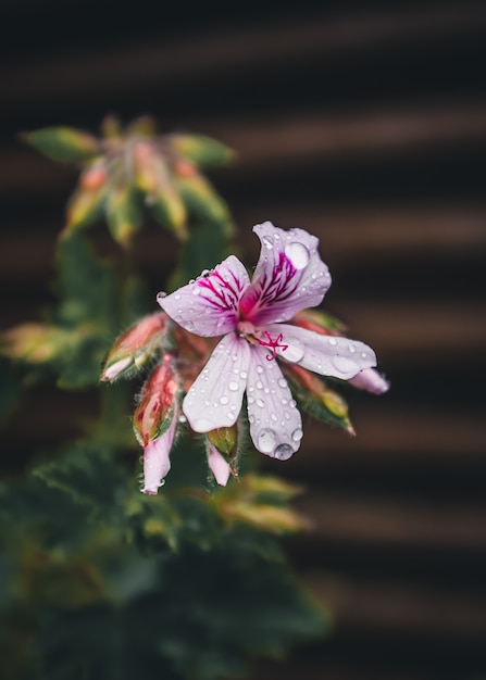 White and purple flower petals with rain drops