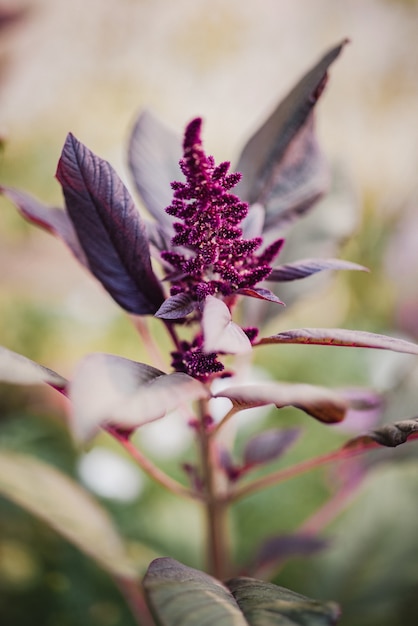 Free Photo white and purple flower in tilt shift lens