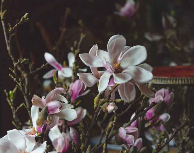 White and purple orchidea flowers branch.